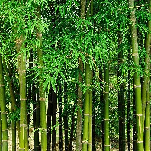 CZ Grain 200+ Fresh Giant Bamboo Seeds for Planting - Quick Growth and Winter Hardy Privacy Screen, Good for Environment - Image 1