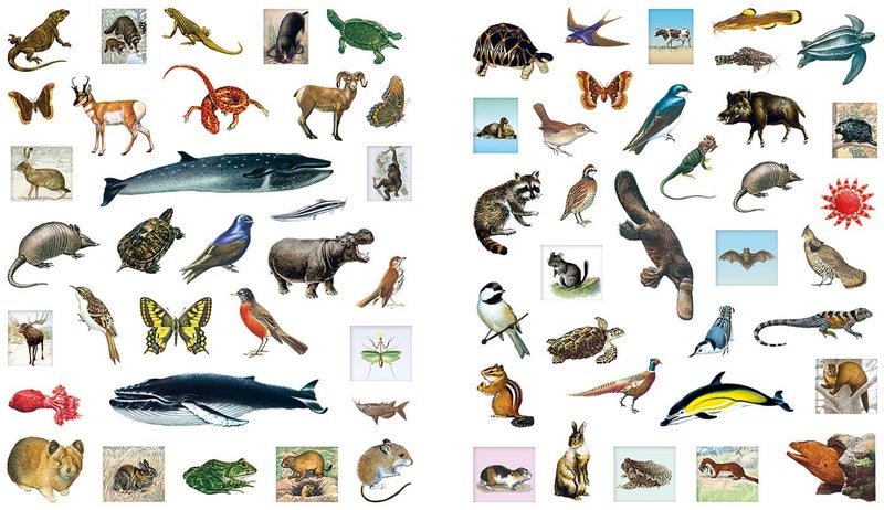Outdoor School: Spot & Sticker Animals - Image 3