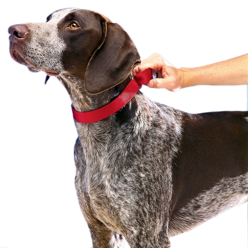 PetSafe Adjustable Martingale Collar - Only Tightens When Dogs Pull, Prevents Slipping Out - Helps with Strong Pullers, Increased Control - Alternative to Choke Collar - 1", Large, Red - Image 2