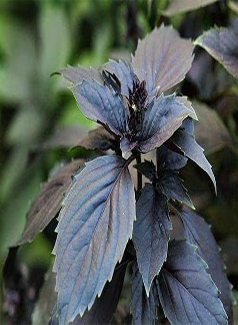 GGOOT Herb - Basil Dark Opal Seeds Red/Purple x 800 - First Class - Image 1