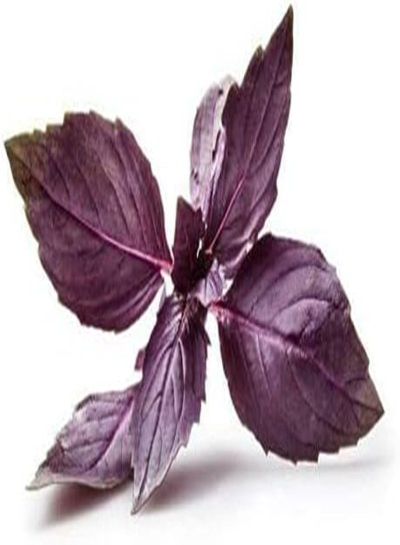 GGOOT Herb - Basil Dark Opal Seeds Red/Purple x 800 - First Class - Image 2