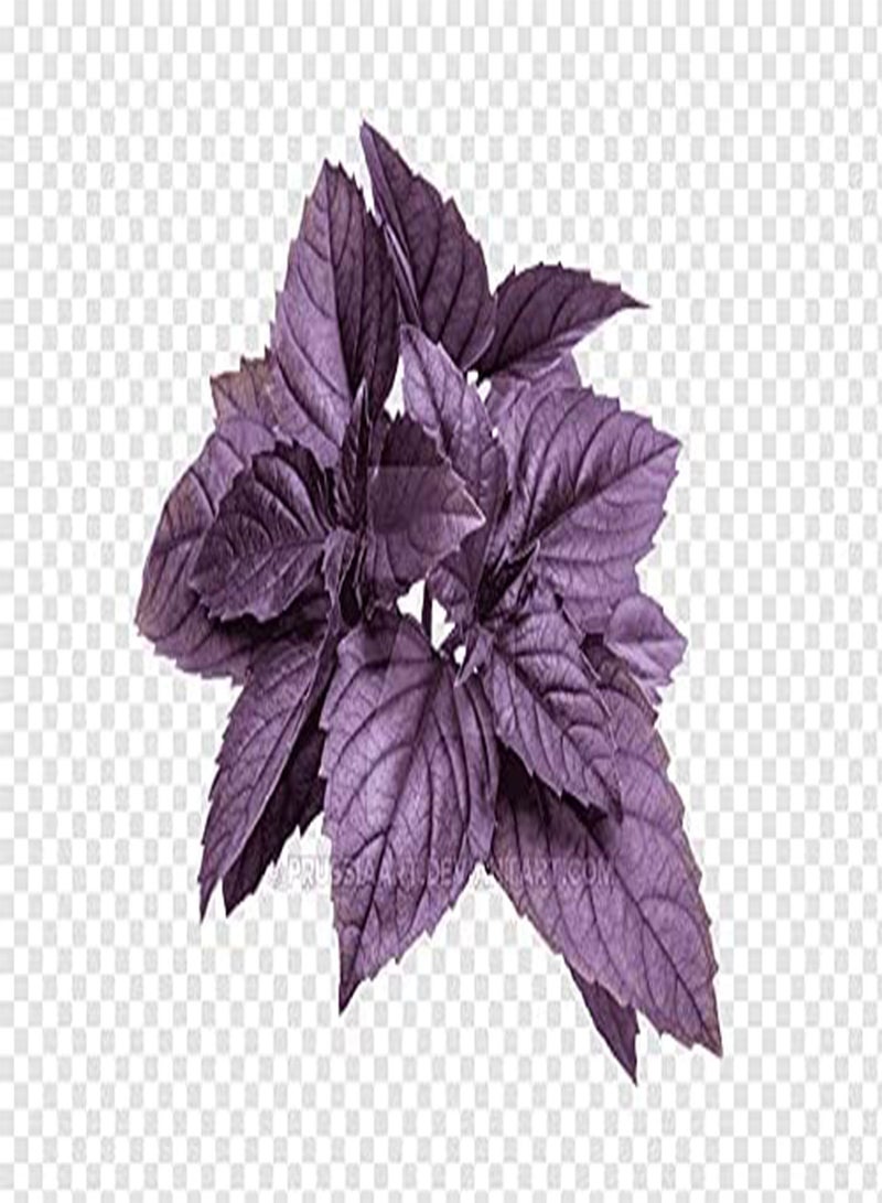 GGOOT Herb - Basil Dark Opal Seeds Red/Purple x 800 - First Class - Image 3