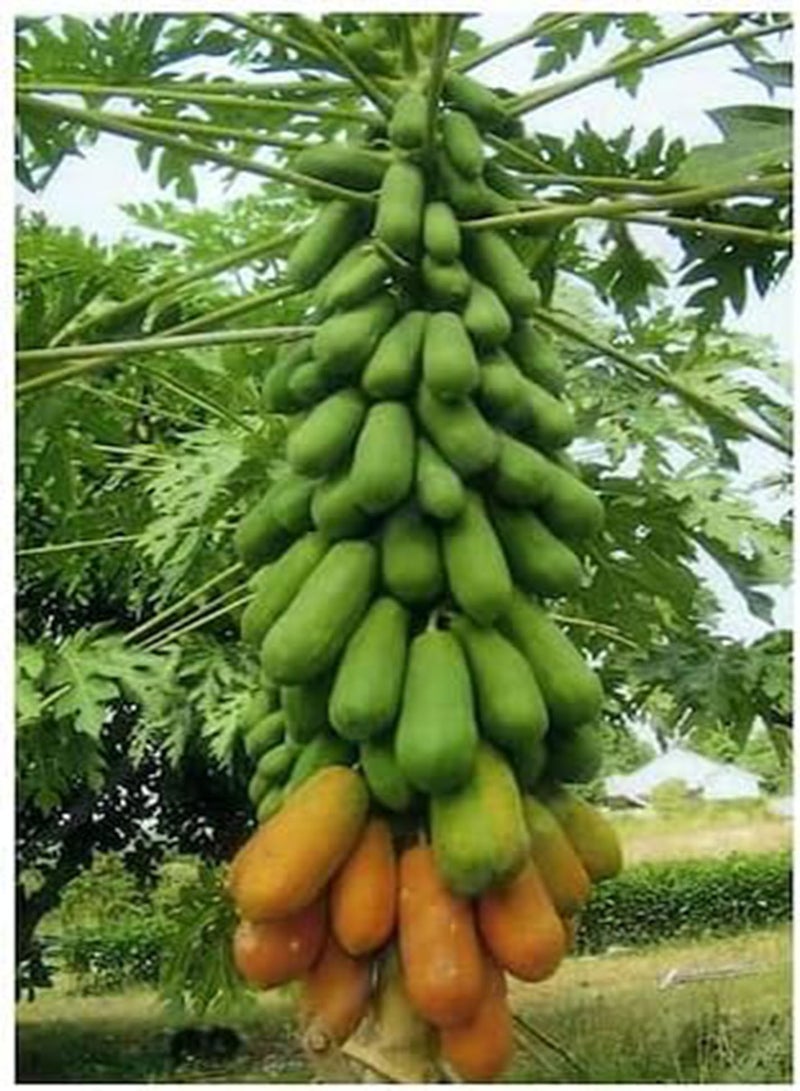 GGOOT 10pcs Thai Papaya Fruit Seeds