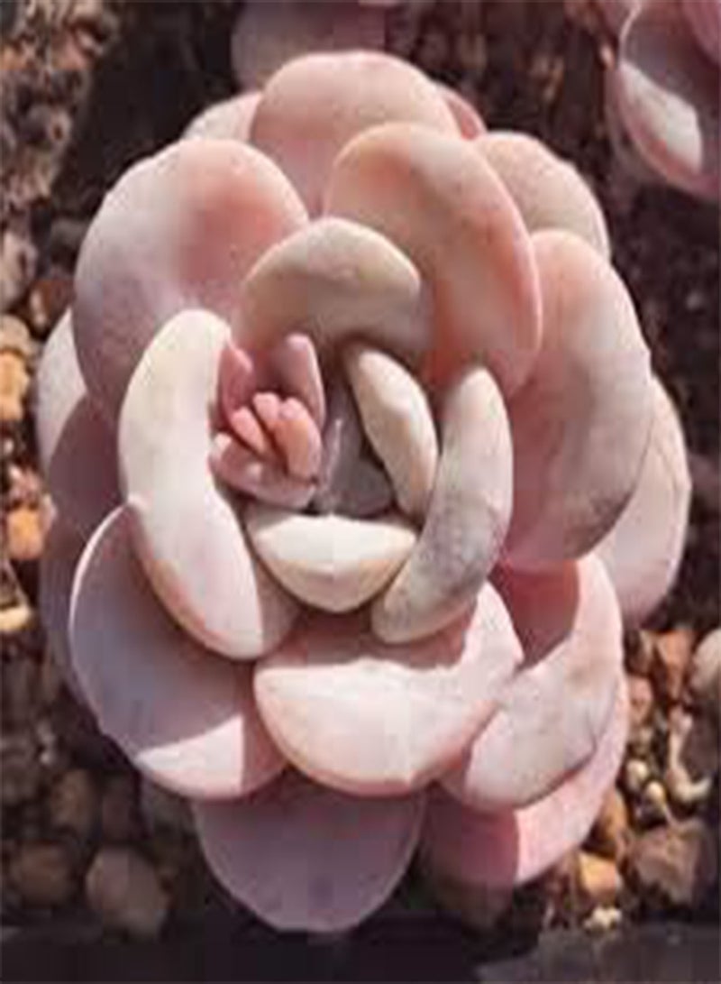 جي جوت بذور طازجة 10 قطع من بذور Echeveria Purpusorum للزراعة باللون الأبيض والأحمر