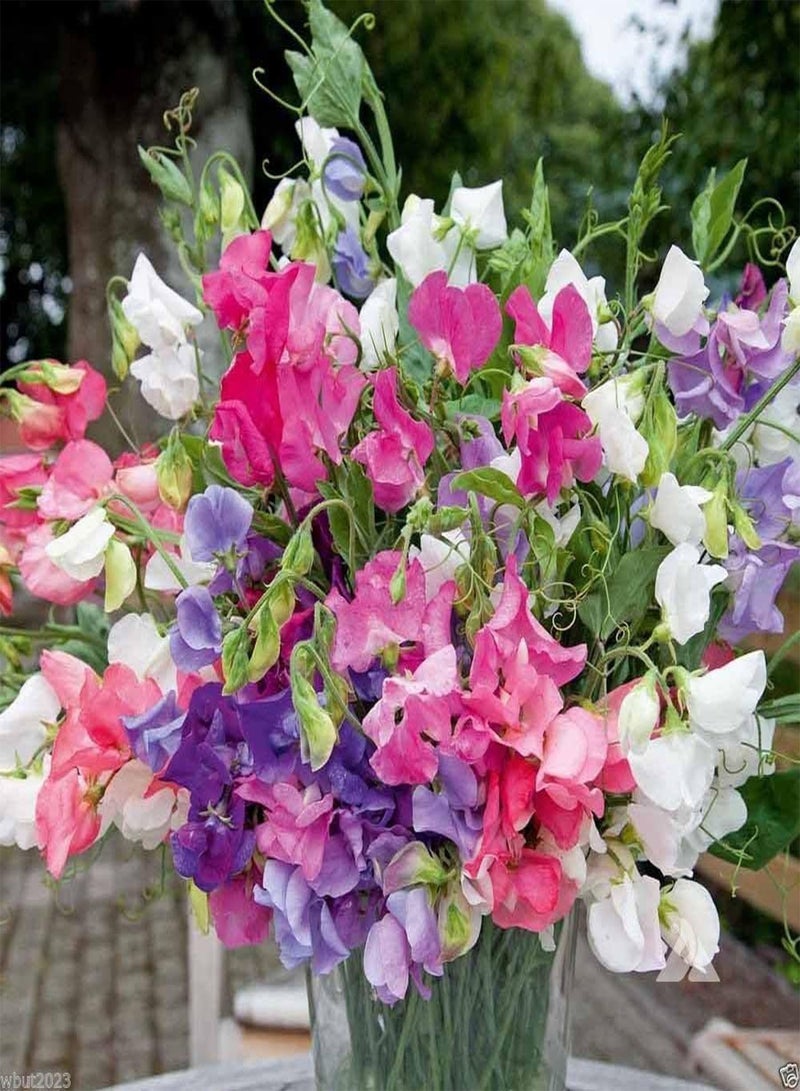 GGOOT Sweet Pea \u2018Bijou Mix‘ Lavender/Pink/Purple/Red/Salmon/White(200 Seeds) - Image 1