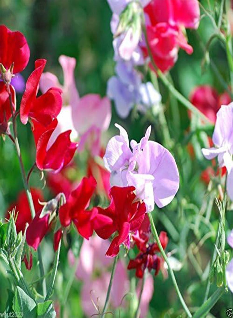 GGOOT Sweet Pea \u2018Bijou Mix‘ Lavender/Pink/Purple/Red/Salmon/White(200 Seeds) - Image 2