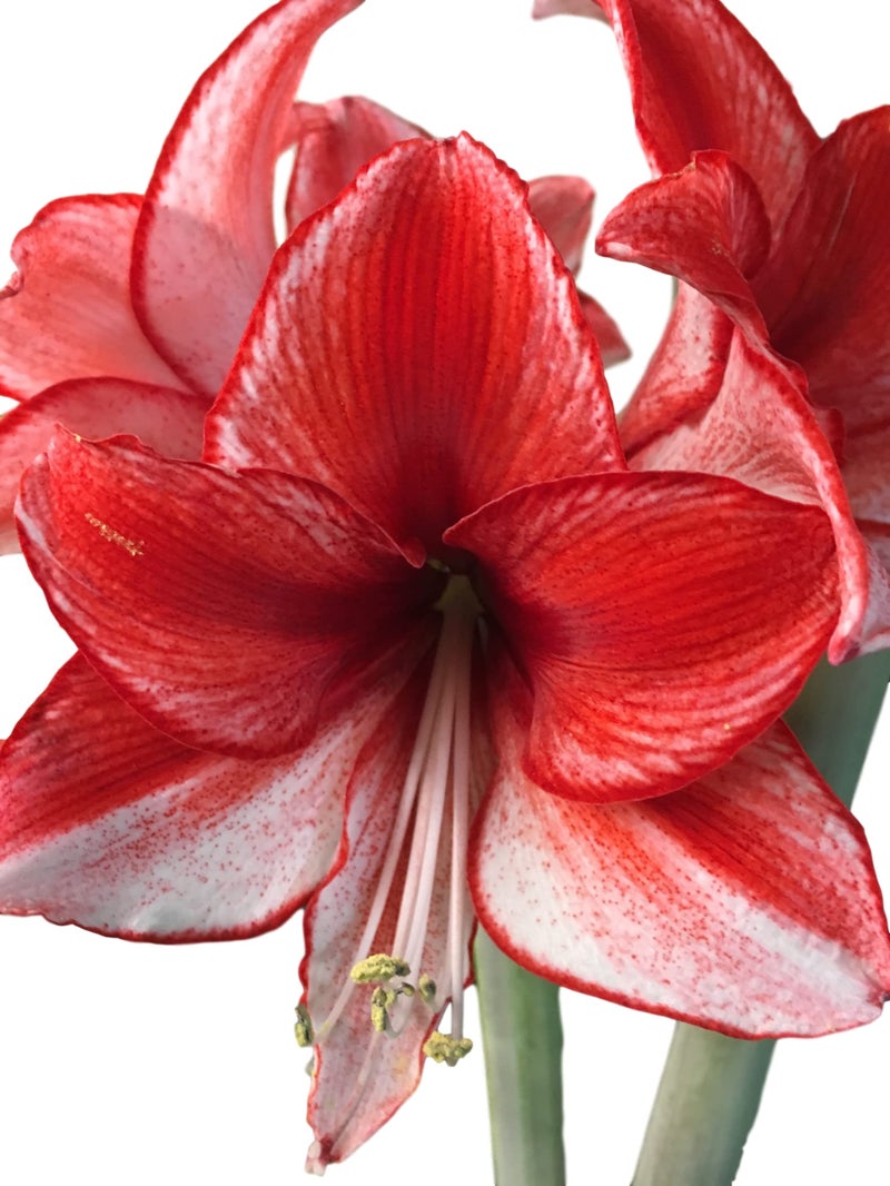 Daylily Nursery Tin Charisma Amaryllis Holiday Gift Growing Kit, Deluxe Edition. Includes a Rustic Tin Pot, a Large Charisma Bulb in a Burlap Bag with a Red Ribbon and Growing Medium - Image 3