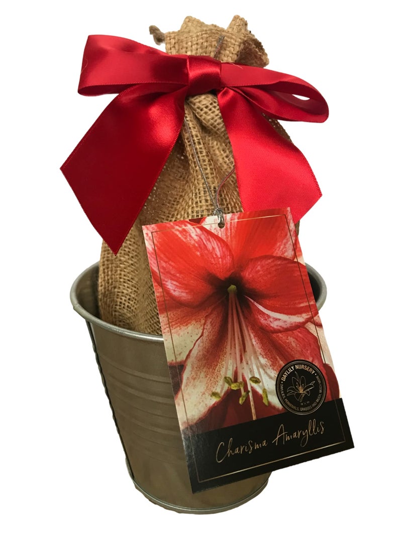 Daylily Nursery Tin Charisma Amaryllis Holiday Gift Growing Kit, Deluxe Edition. Includes a Rustic Tin Pot, a Large Charisma Bulb in a Burlap Bag with a Red Ribbon and Growing Medium - Image 1