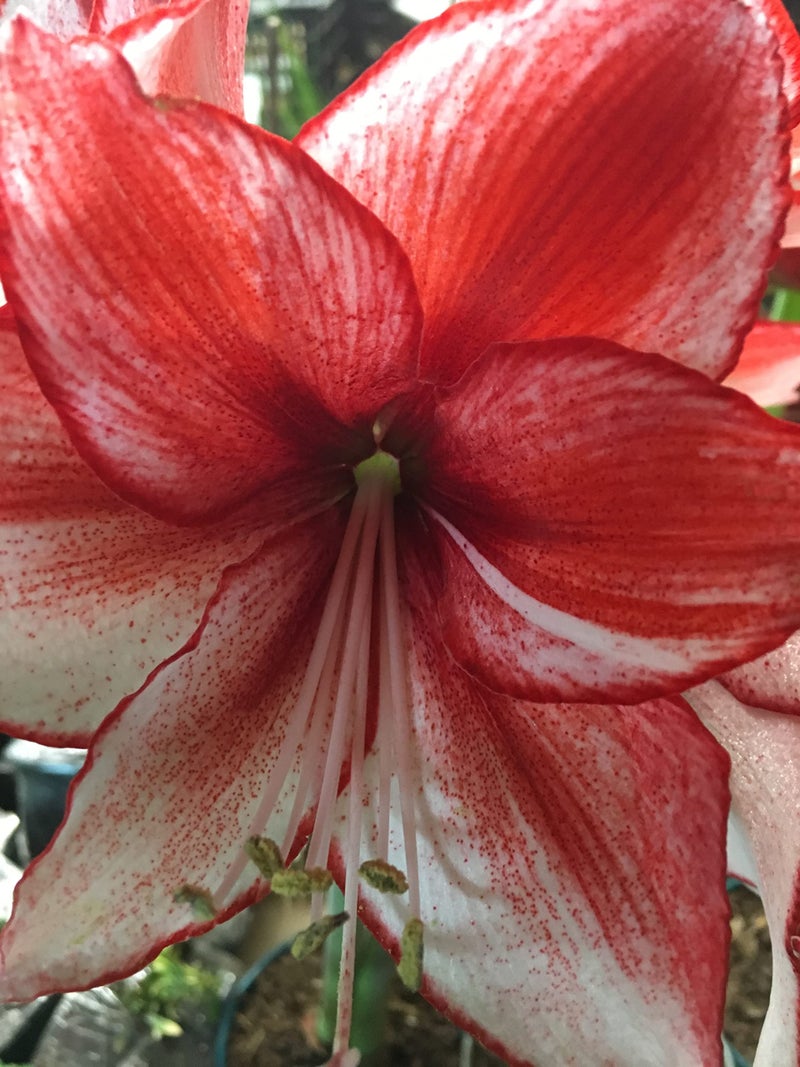 Daylily Nursery Tin Charisma Amaryllis Holiday Gift Growing Kit, Deluxe Edition. Includes a Rustic Tin Pot, a Large Charisma Bulb in a Burlap Bag with a Red Ribbon and Growing Medium - Image 5