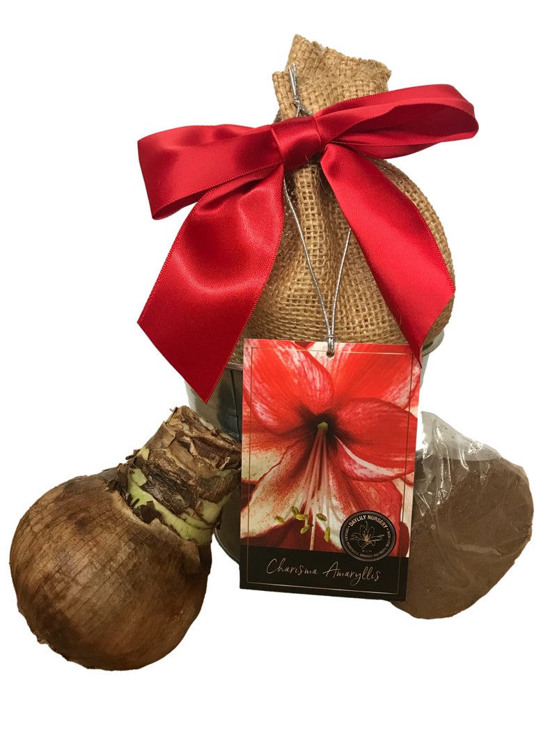Daylily Nursery Tin Charisma Amaryllis Holiday Gift Growing Kit, Deluxe Edition. Includes a Rustic Tin Pot, a Large Charisma Bulb in a Burlap Bag with a Red Ribbon and Growing Medium - Image 2
