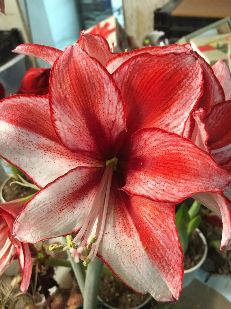 Daylily Nursery Tin Charisma Amaryllis Holiday Gift Growing Kit, Deluxe Edition. Includes a Rustic Tin Pot, a Large Charisma Bulb in a Burlap Bag with a Red Ribbon and Growing Medium - Image 4