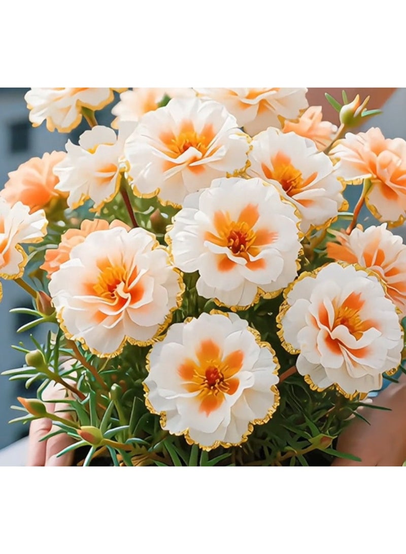 200PCS Golden-edged Moss-Rose Purslane Double Flower Seeds New Portulaca Seeds - Image 1