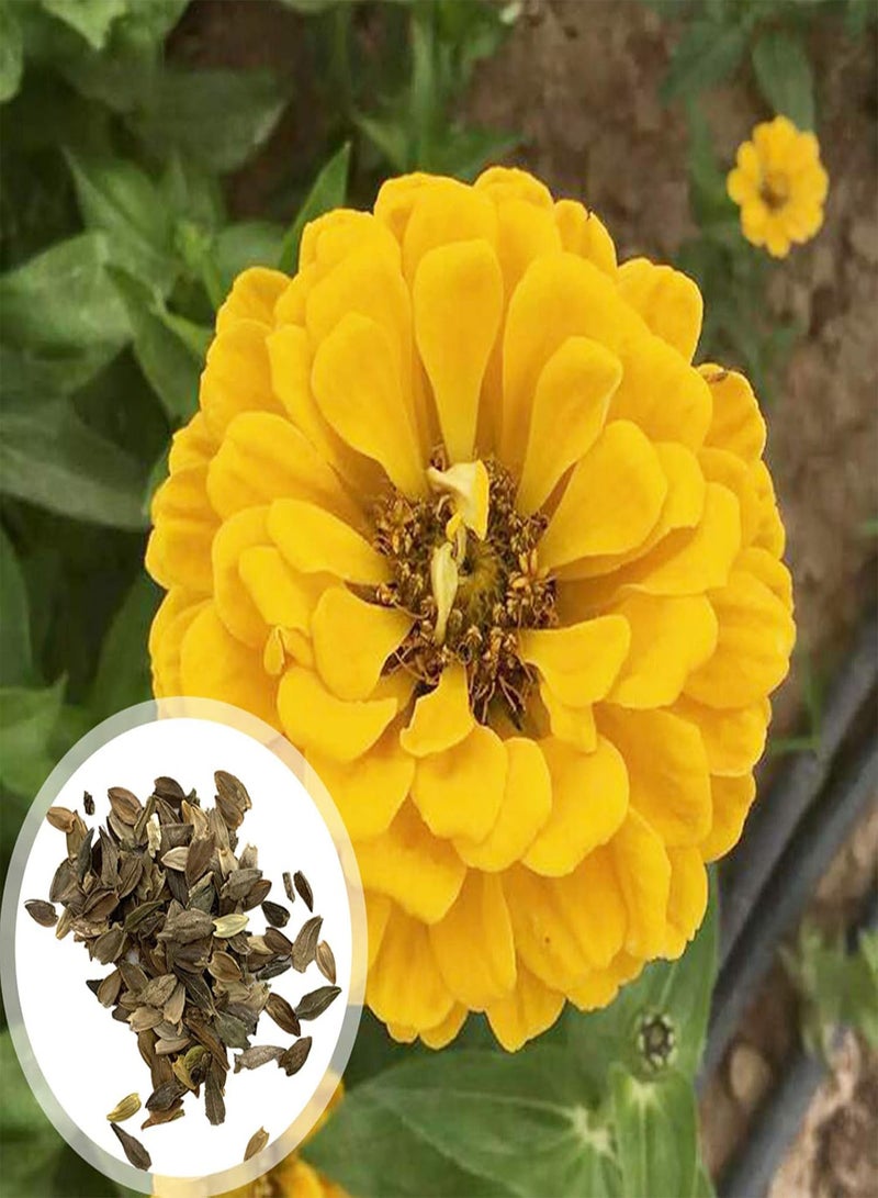 GGOOT 2200Pcs/Bag Zinnia Seeds, Mixed Colors Big Vibrant Flower Seeds for Flower Bed Zinnia Seeds - Image 1