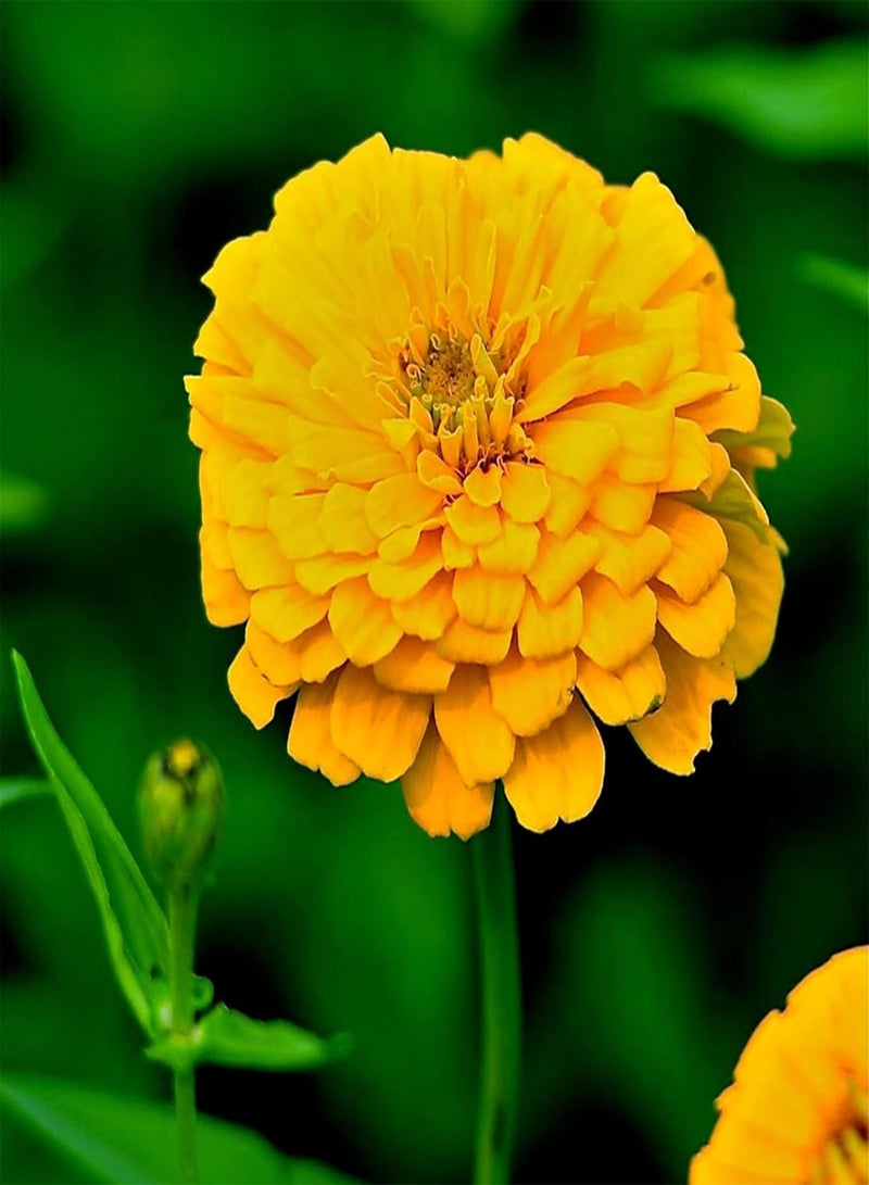 GGOOT 2200Pcs/Bag Zinnia Seeds, Mixed Colors Big Vibrant Flower Seeds for Flower Bed Zinnia Seeds - Image 4