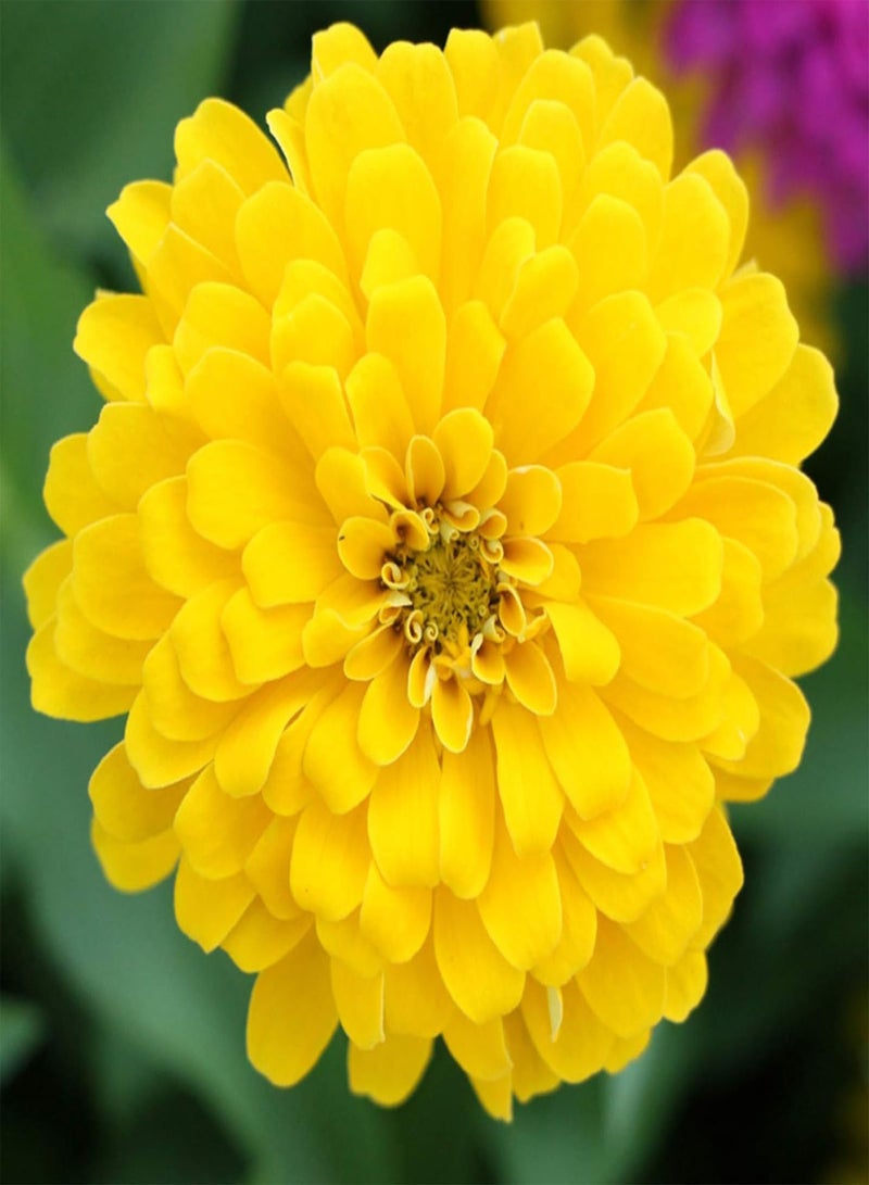 GGOOT 2200Pcs/Bag Zinnia Seeds, Mixed Colors Big Vibrant Flower Seeds for Flower Bed Zinnia Seeds - Image 2