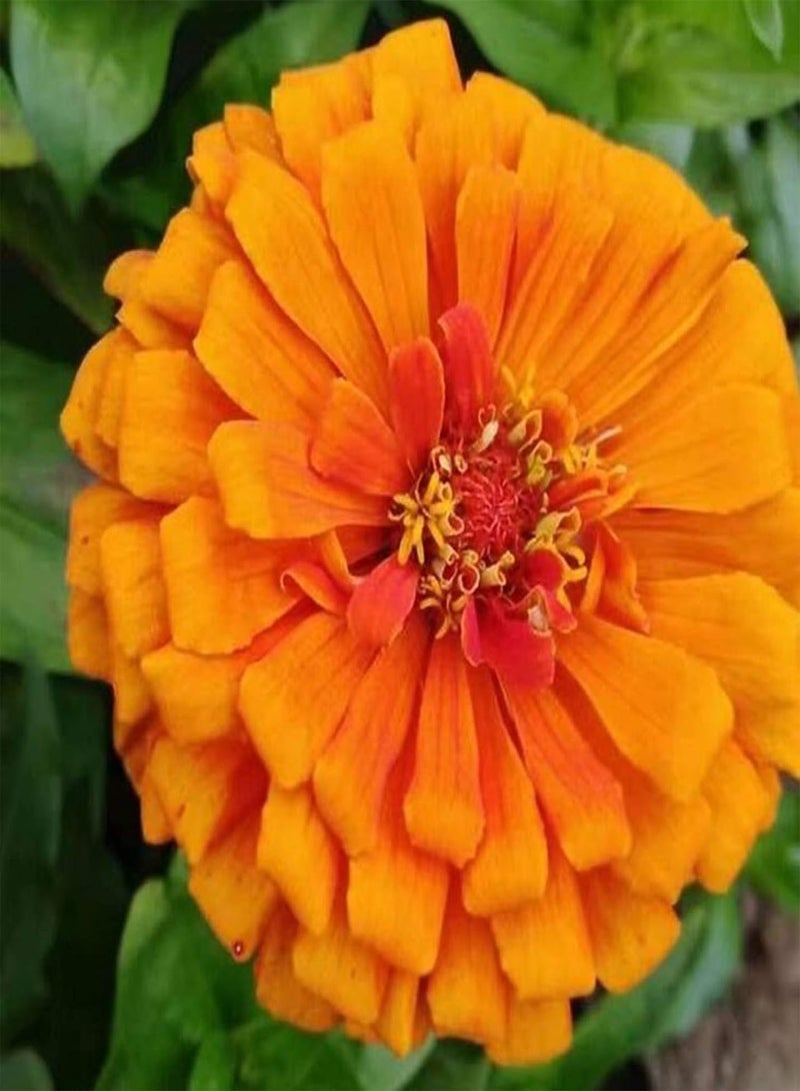 GGOOT 2200Pcs/Bag Zinnia Seeds, Mixed Colors Big Vibrant Flower Seeds for Flower Bed Zinnia Seeds - Image 3