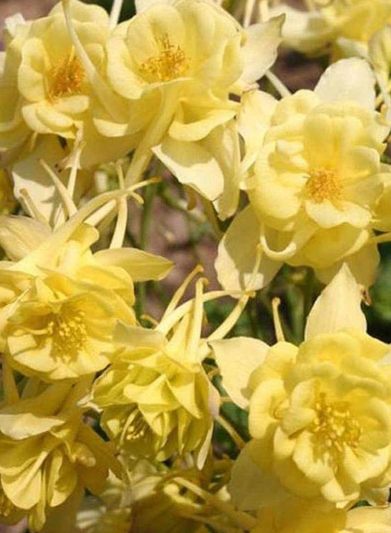 GGOOT 100pcs Aquilegia Seeds Elegant Fresh Yellow Petals Spring Garden Blooming Columbine Flower  - Image 3