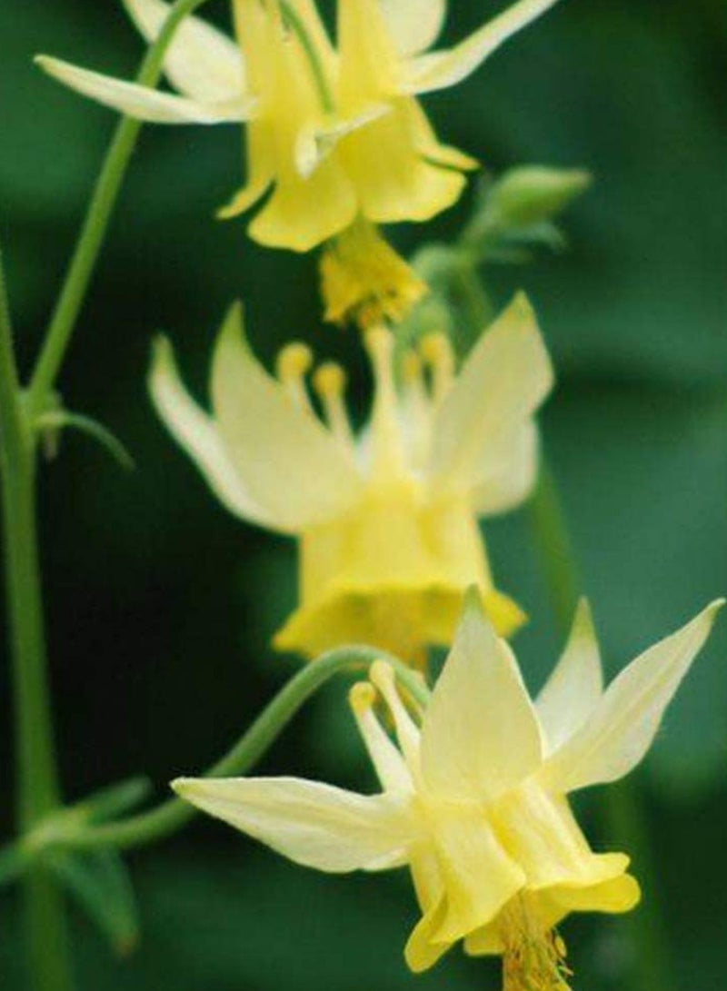 GGOOT 100pcs Aquilegia Seeds Elegant Fresh Yellow Petals Spring Garden Blooming Columbine Flower  - Image 2