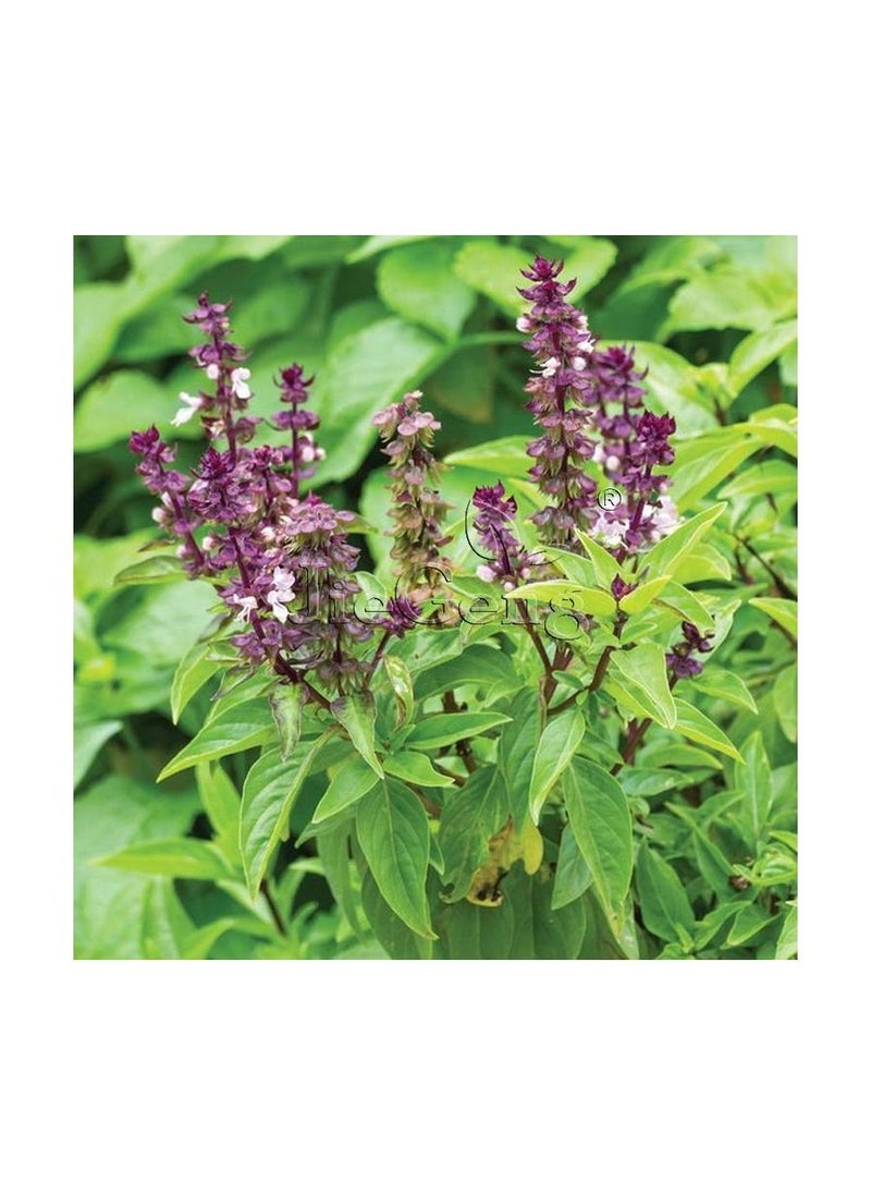 Seeds and Hands - Regular basil seeds - Image 1