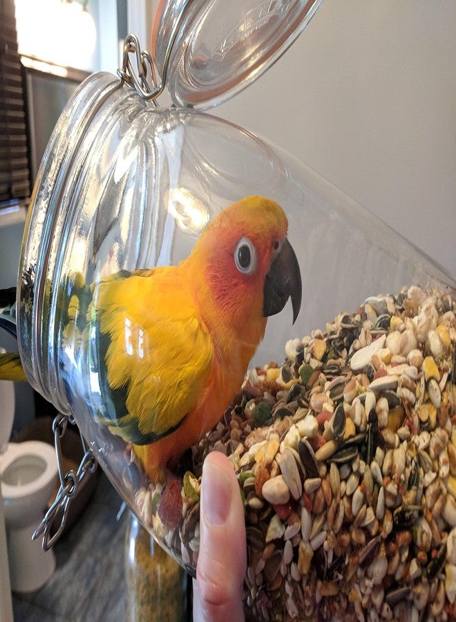 Parrots Wizard مزيج بذور طعام الطيور اليومي من ببغاوات باروتس ويزارد صن كونور والكوكاتيل، 3600 غرام، مناسب لجميع مراحل نمو الطيور. - Image 3