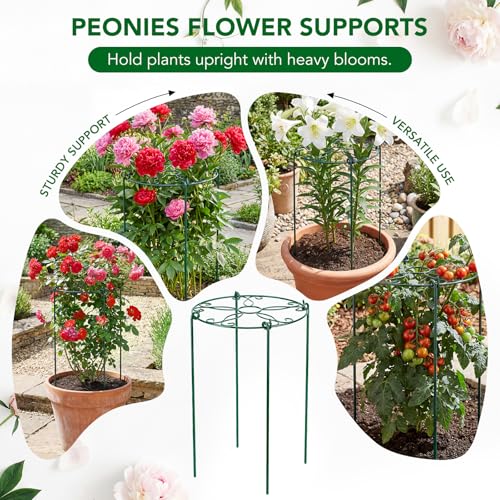 FuBegi 6 Pack 16 x 24 Inch Peony Cages and Supports, 16" D x 24" H Grow Through Plant Support Grid Brace for Outdoor Plants Flower, Metal Peony Stake Peony Ring Hoops Frame Support for Rose Tomato Vegetables - Image 4