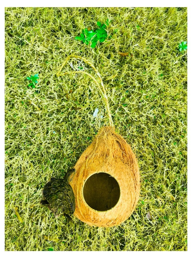 Natural Coconut Reptile Hide with Fiber Loop, Hideout for Gecko, Snake & Fish, Egg Laying Shelter, Hanging Bird House, Perfect for Small Finch, Humming Birds Opening 2” Diameter, 1 Pack (1-Hole) - Image 5
