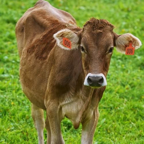 Abustle pig Cattle Ear Tags, Large Plastic Livestock Ear Tags for Sheep Cattle Calf Hog with Number 001-100/101-200/201-300, Animal Identification Ear Tag (Orange, 001-100) - Image 3