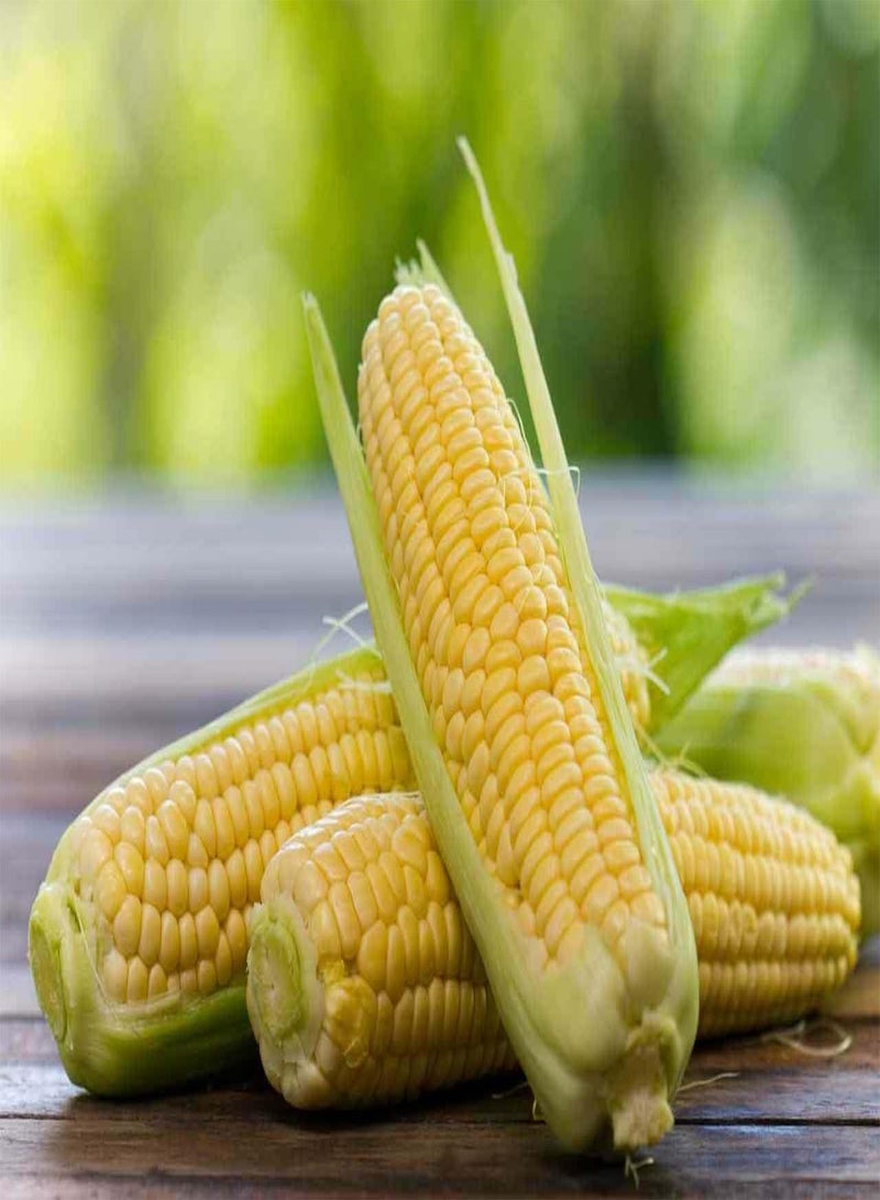 GGOOT Golden Gate Sweetcorn - Zea Mays Vegetable Seeds, Home Garden Planting by Heavy Torch, 15 Seeds 