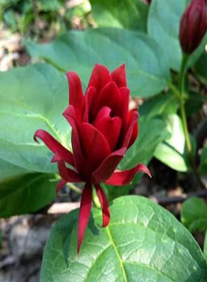 GGOOT 10Pcs Calycanthus Floridus Plants Perennial Drought Resistant Easy to Grow Garden Plant Red Flowers Seeds Winter Plum Seeds - Image 3