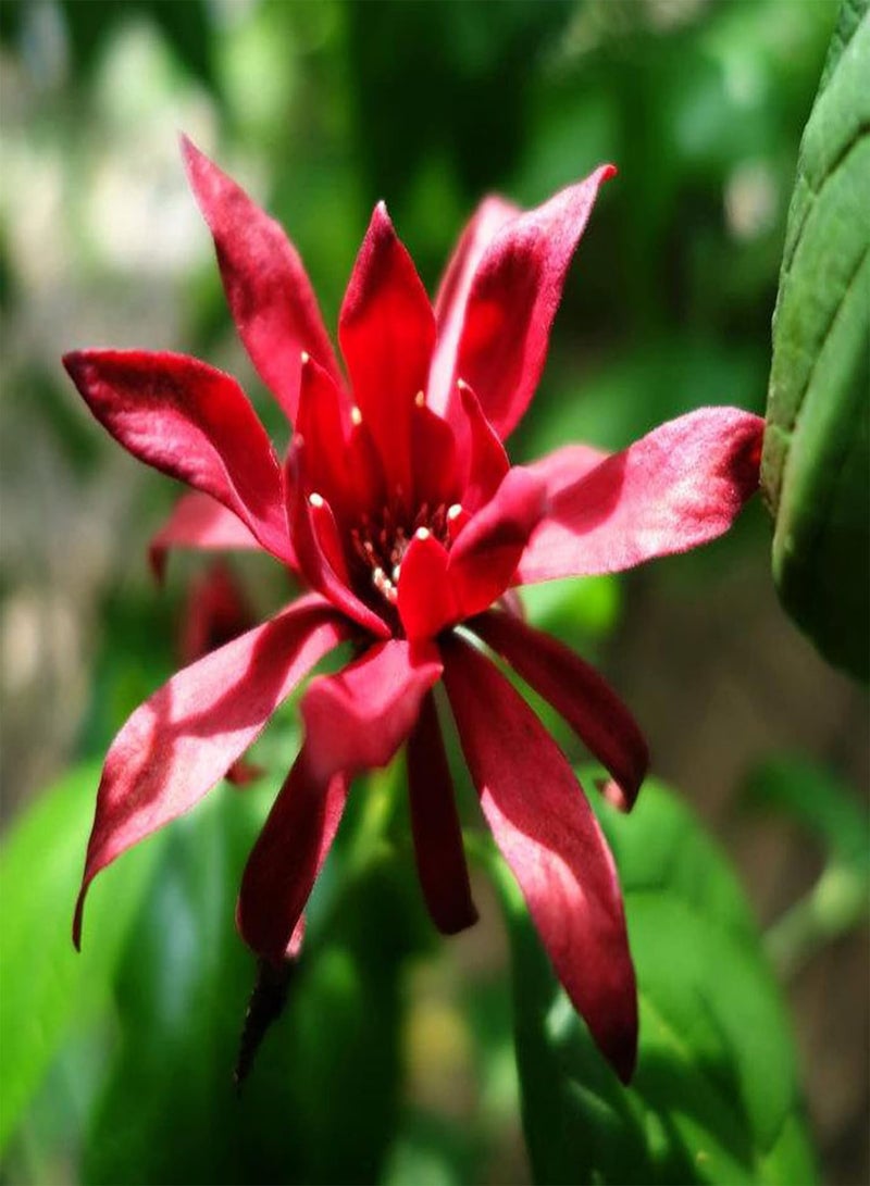 GGOOT 10Pcs Calycanthus Floridus Plants Perennial Drought Resistant Easy to Grow Garden Plant Red Flowers Seeds Winter Plum Seeds - Image 2
