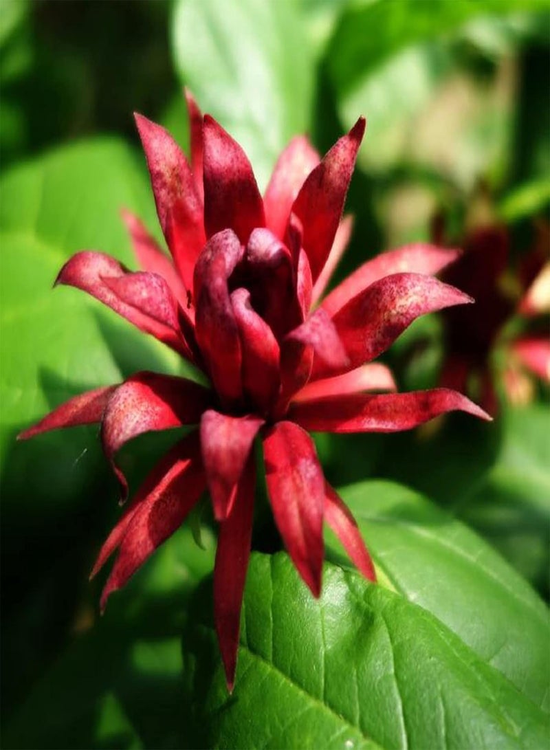 GGOOT 10Pcs Calycanthus Floridus Plants Perennial Drought Resistant Easy to Grow Garden Plant Red Flowers Seeds Winter Plum Seeds - Image 5