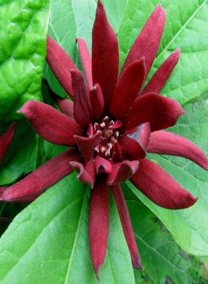 GGOOT 10Pcs Calycanthus Floridus Plants Perennial Drought Resistant Easy to Grow Garden Plant Red Flowers Seeds Winter Plum Seeds - Image 4