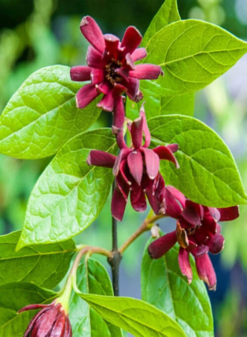 GGOOT 10Pcs Calycanthus Floridus Plants Perennial Drought Resistant Easy to Grow Garden Plant Red Flowers Seeds Winter Plum Seeds - Image 1