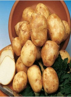 10 x Seed Potatoes Pentland Javelin- Produce Good Yields- Tasty in Salads, Boiling or Steaming- Grow in Your Beautiful Vegetable Garden Today