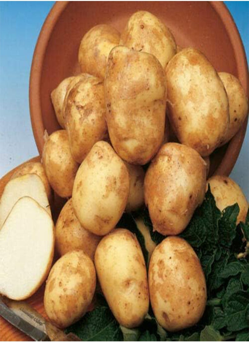 GGOOT - 10 x Seed Potatoes Pentland Javelin- Produce Good Yields- Tasty in Salads, Boiling or Steaming- Grow in Your Beautiful Vegetable Garden Today - Image 1