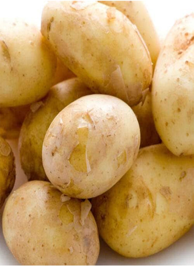 GGOOT - 10 x Seed Potatoes Pentland Javelin- Produce Good Yields- Tasty in Salads, Boiling or Steaming- Grow in Your Beautiful Vegetable Garden Today - Image 1