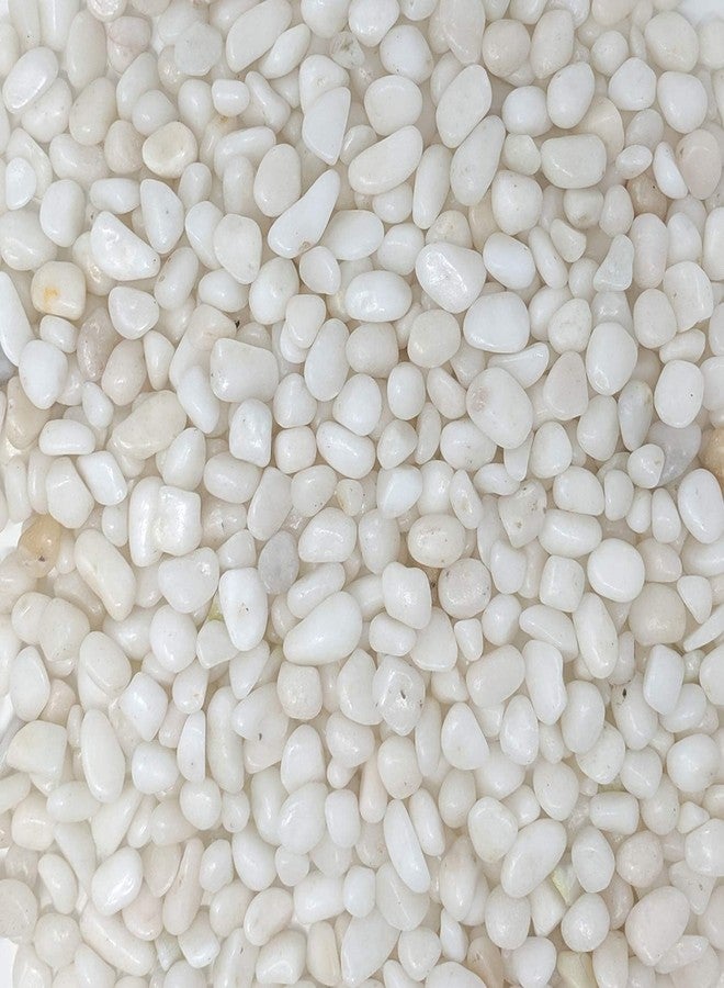 Aakriti Natural River Rocks Polished Medium Pebbles for Plants Garden Decorative Stones, Ideal for Fish Tank, Vases, Succulents, Crafting, Home Decor and Garden Landscaping, White (900Gm) - Image 1