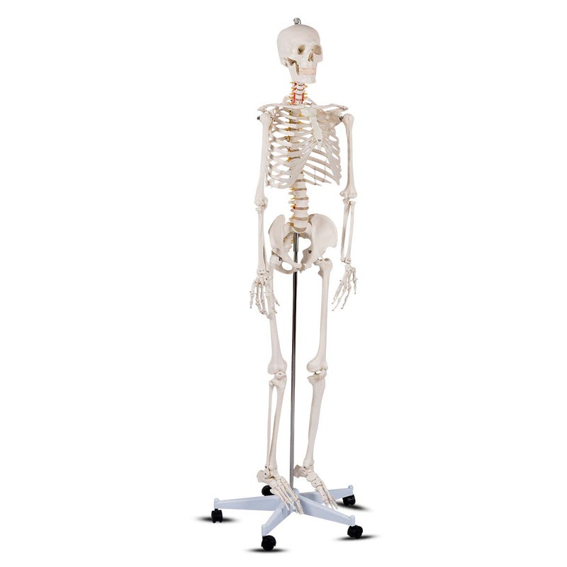 Giantex Giantex B010L18XEW Life Size 708 Human Anatomical Anatomy Skeleton Medical Model  Stand