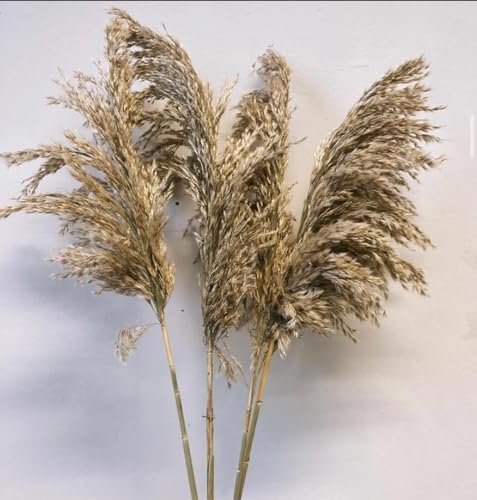 Sorcish 6 PCS Sorcish 100 Natural Fluffy Dried Pampas Grass 6 Small Stick pcs for Small Pot Container