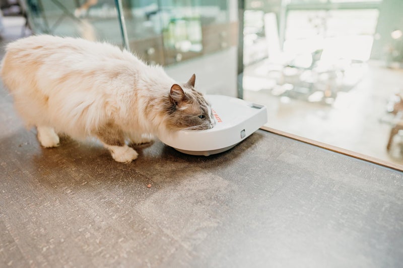 Cat Mate C300 Automatic Digital Pet Feeder for Dogs and Cats BPA and BHT Free with Ice Pack - Image 2