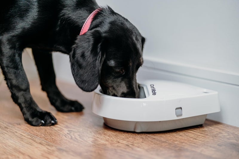 Cat Mate C300 Automatic Digital Pet Feeder for Dogs and Cats BPA and BHT Free with Ice Pack - Image 3