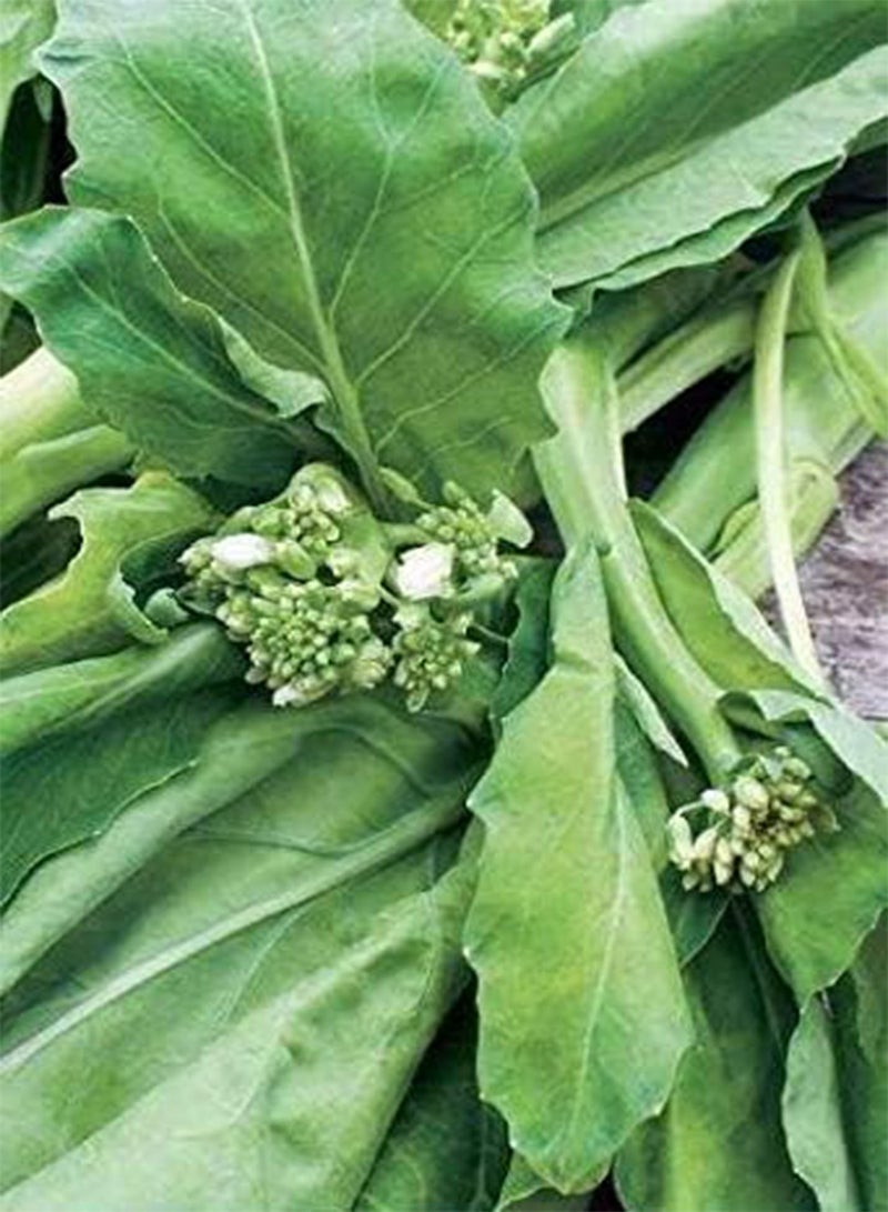 GGOOT Seeds of Wok Broc Kichi