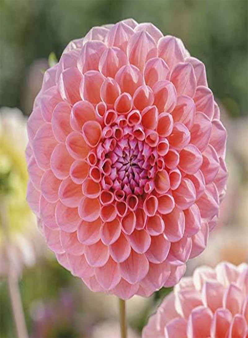 GGOOT seeds Fresh 45 pcs Dahlia Flower seeds for Planting Baby Pink