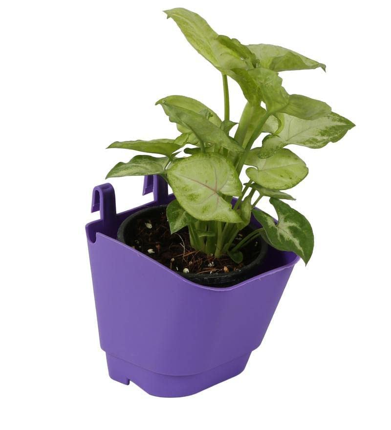 CAPPL UV Stabilized Vertical Garden - Wall Hanging Planter (5 Inch, Pack of 8, Violet) Use for Fences, Apartments, Balconies, courtyards, campuses, Communities and roof Gardens - Image 5