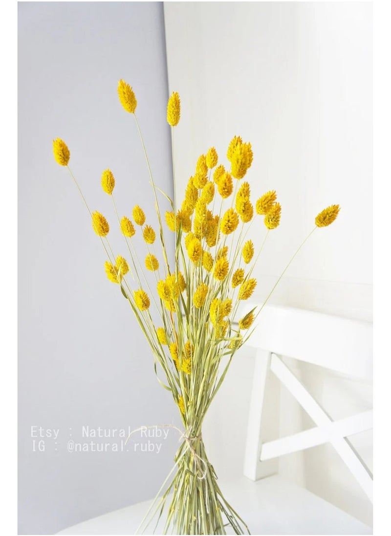 ماركة غير محددة الفالاريس المجفف الأصفر 50  - Image 4