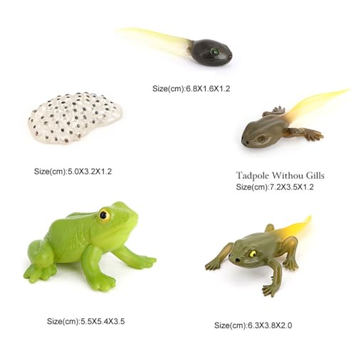 Hvogvok Frog Growth Cycle Animal Growth Cycle Biological Model Growth Stage Lifelike Frog Life Cycle Model Set for Kids Education Insect Themed Party Favors - Image 5