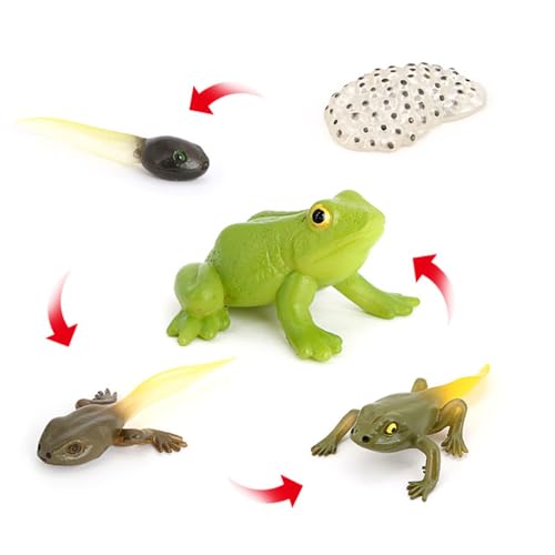 Hvogvok Frog Growth Cycle Animal Growth Cycle Biological Model Growth Stage Lifelike Frog Life Cycle Model Set for Kids Education Insect Themed Party Favors - Image 1