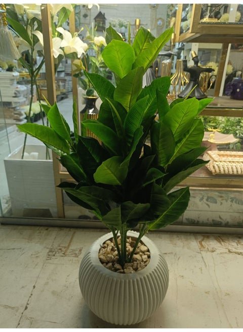 An elegant ornamental mango tree with dense, glossy green leaves that add a natural touch to any space. Easy to clean, suitable for office and home decor, it adds a distinctive look and provides a sense of well-being. Size: 75 cm