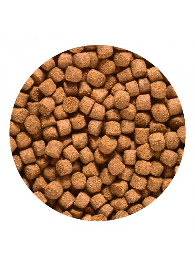 Hikari Hikari 2.2-Pound Sinking Cichlid Gold Pellets for Pets, Medium  - Image 2