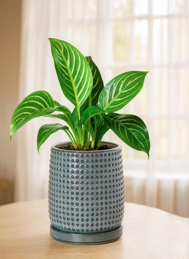 D'vine Dev 6 Inch Ceramic Beaded Stoneware Planter Pot - Flower Pot with Drainage Holes and Saucers for Indoor Succulent Plants or Flowers, Graphite Blue, 27-C-X-9 - Image 5